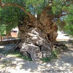 images/Oplevelser/Oliventrae Vouves/Olivetree-i-Vouves-04.jpg